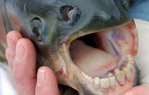 Pacu fish with human teeth