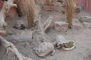 Tortoise enclosure