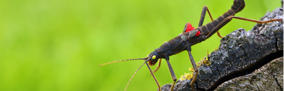 Black beauty stick insect