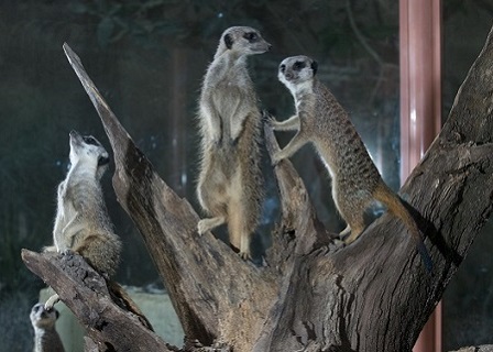 A group of meerkats working together