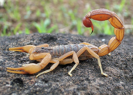 Scorpion with tail raised ready to attack