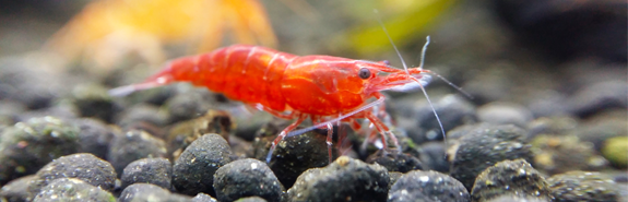 Cherry shrimp