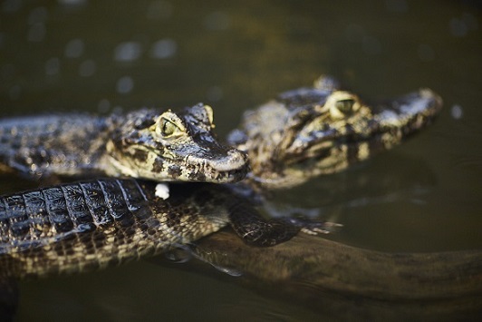 Two Dwarf Caiman lay on one another
