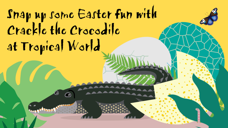 Crocodile on sand climbing out of an egg with a butterfly in the background and text that reads "Snap up some Easter Fun with Crackle the Crocodile at Tropical World"