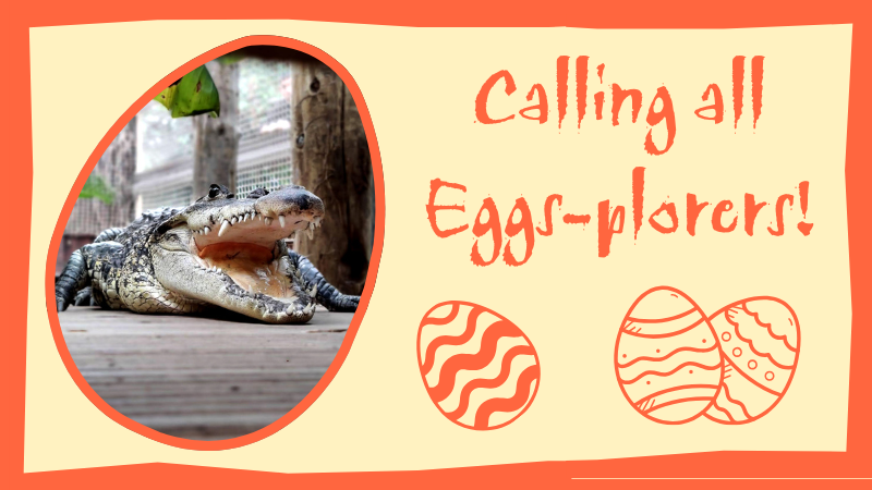 Crocodile in an egg and text says Calling all egg-splorers.