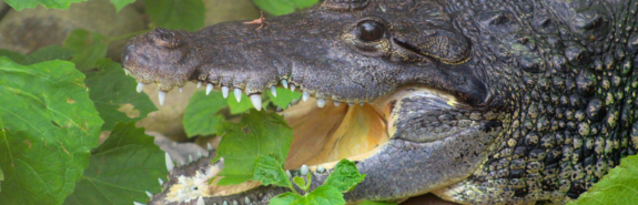 Morelets crocodile