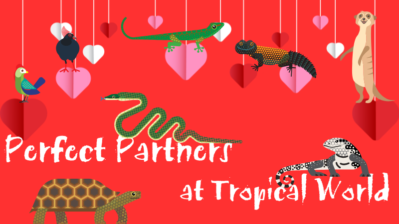 Red, valentine themed artwork with exotic animals perched on dangling love hearts. White text reads - Perfect Partners at Tropical World