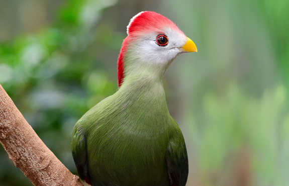 Red crested turaco