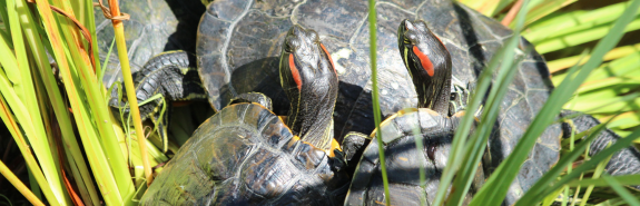 Terrapins