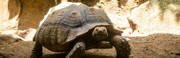 Sulcata tortoise