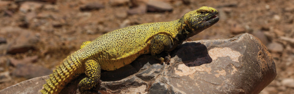 Uromastyx