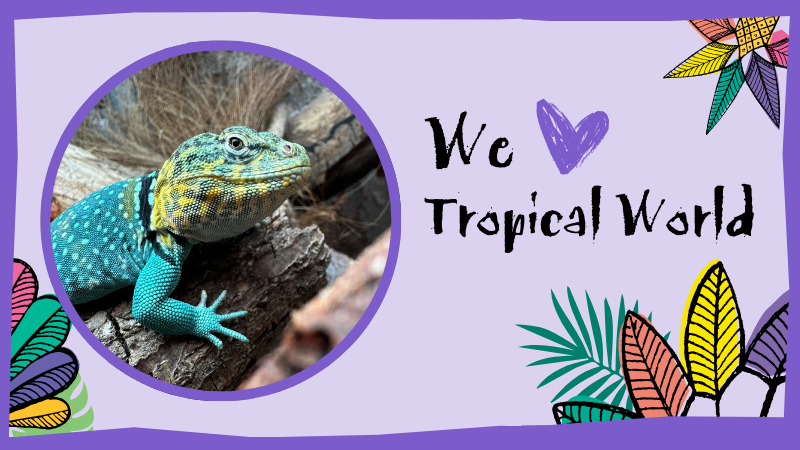 Lizard on purple background with text that reads 'We love Tropical World'