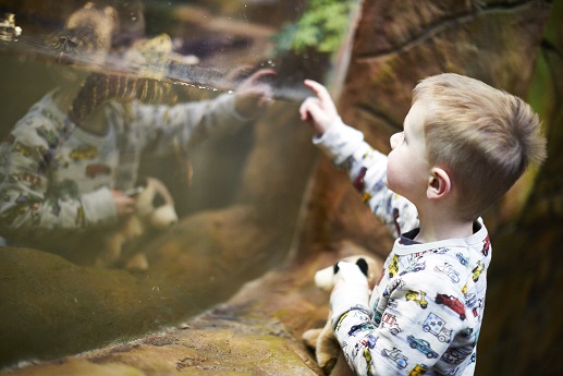 Young child peers into Caiman tank