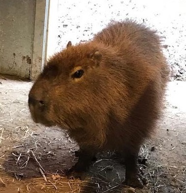 Capybara at Lotherton