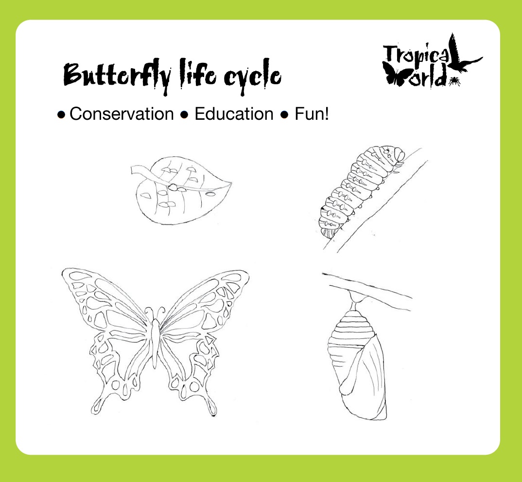 Butterfly life cycle colouring sheet