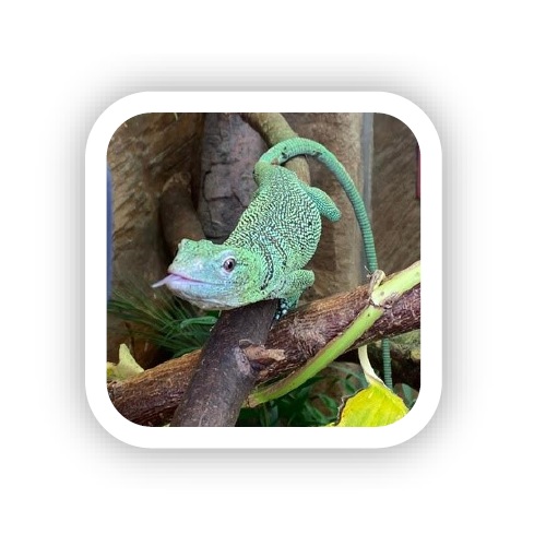 Emerald tree monitor lizard