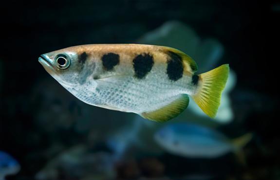 Banded Archer Fish