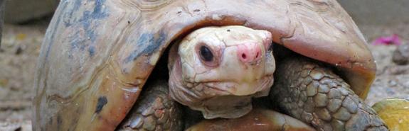 Elongated Tortoise
