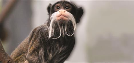 Emperor Tamarin