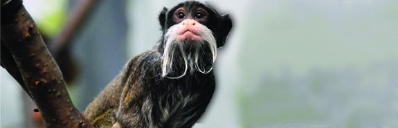 Emperor Tamarin