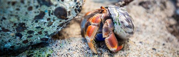 Hermit Crab