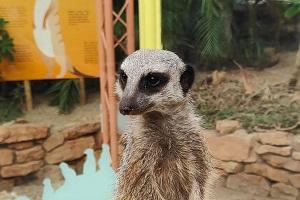 Meerkat