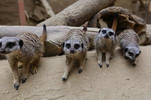 meerkats