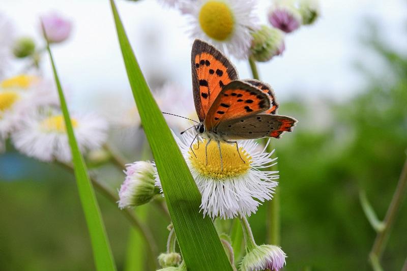 Small copper butterfly landing on some flowers