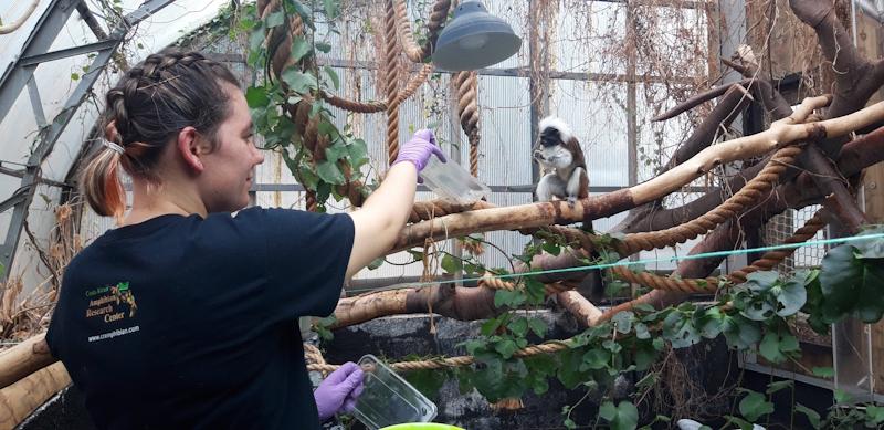 Woman feeding a tamarin