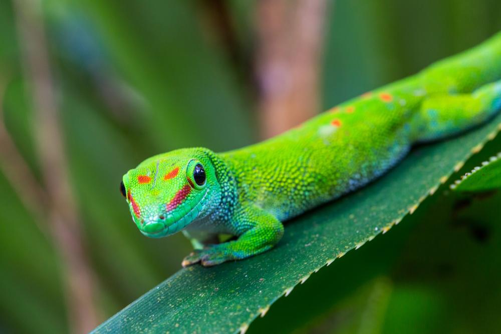Madagascar Giant Day Gecko