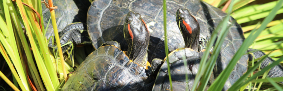 Red eared terrapins