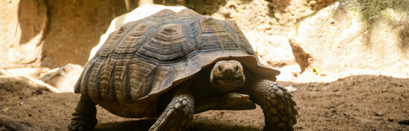 Sulcata Tortoise