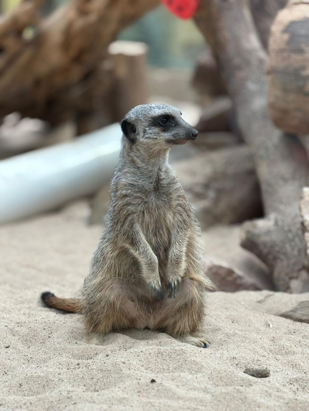 A meerkat stood up in the sand looking to the right