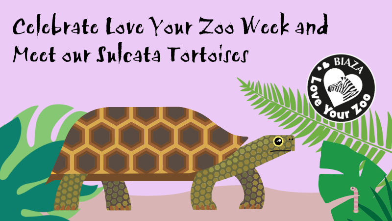 Brown tortoise with light and dark green leaves to either side on a mauve background with text that reads Celebrate Love Your Zoo Week and meet our Sulcata Tortoises