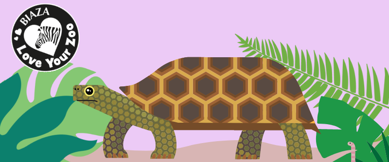 Brown tortoise with light and dark green leaves to either side on a mauve background