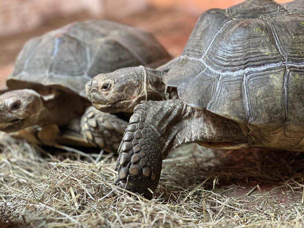 Image of two sulcata tortoises.