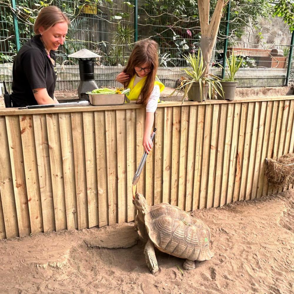 Image of a sulcata tortoise being fed by a young girl during tortoise experience