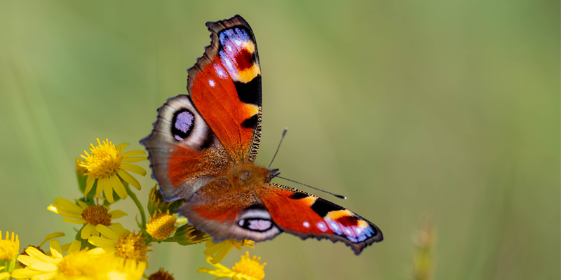 Image of a butterfly on a shrub