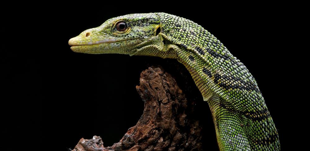 Emerald Tree Monitor on a branch