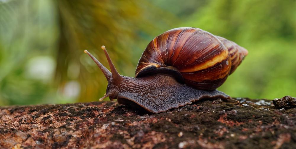 Giant African Land Snail on a branch