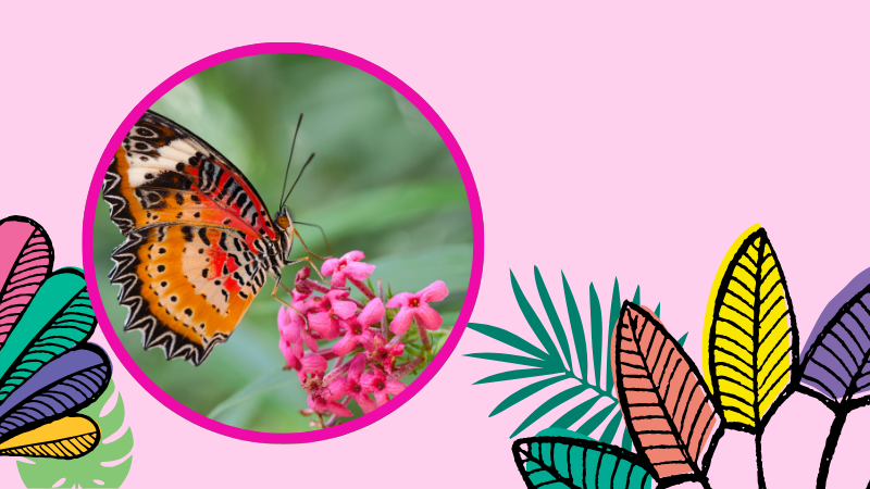 Image of a butterfly on a shrub