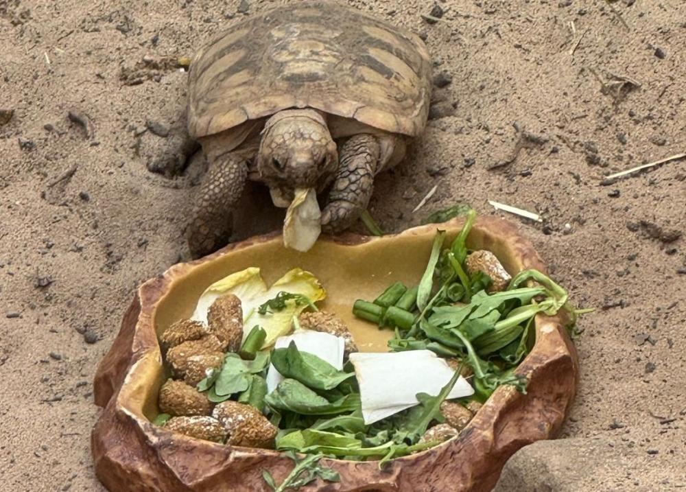 Elongated tortoise in the sand, eating some leaves