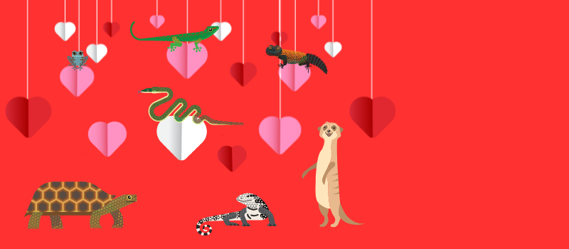 Graphics of animals at Tropical World, hanging from love hearts
