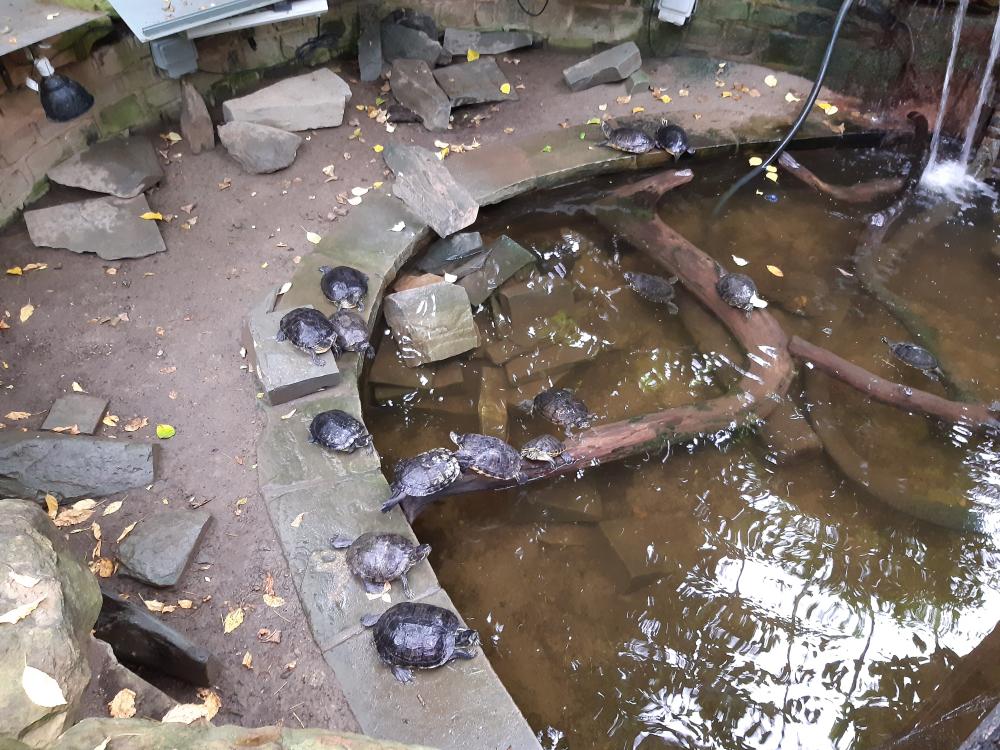 Terrapins swimming in a pond