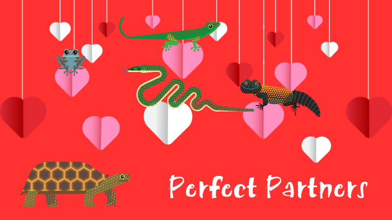 Graphic of animals at Tropical World