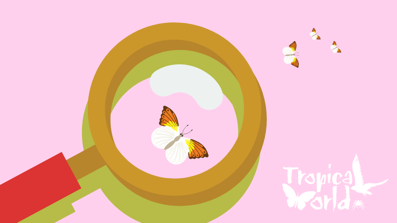 Magnifying glass illustration