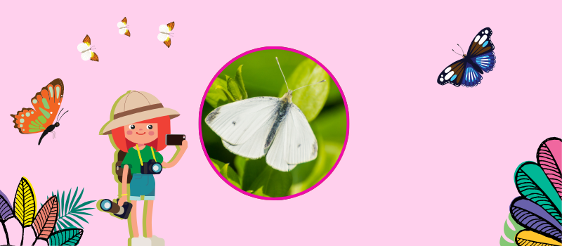 Graphic of butterflies and explorer