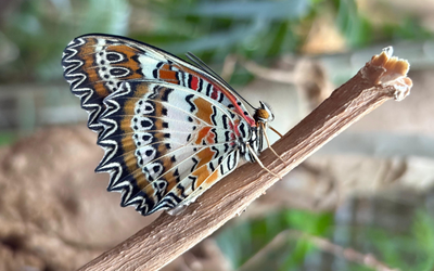 Butterfly on a stick
