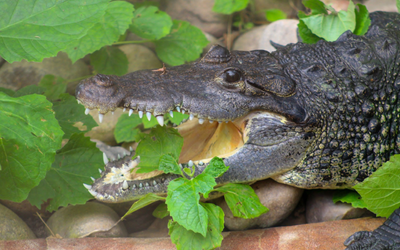Crocodile with a leaf in it's mouth