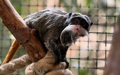 Emperor tamarin sat on a log